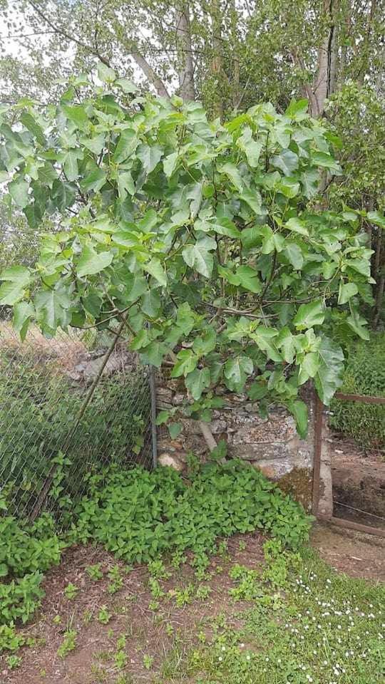 Casa Do Hiebra Alojamiento Rural Ribeira Sacra Castroncelos エクステリア 写真